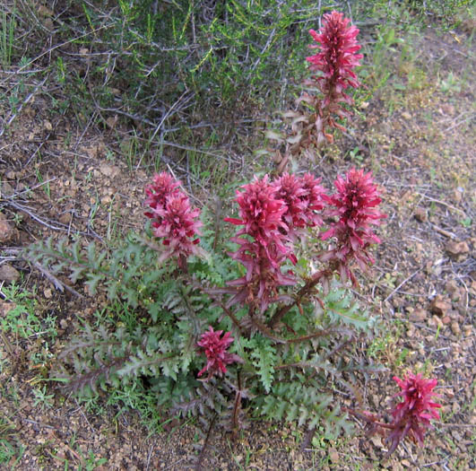 Detailed Picture 5 of Pedicularis densiflora