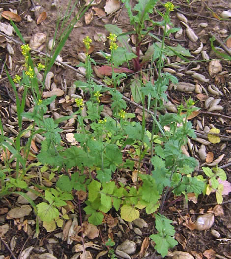 Detailed Picture 5 of Sisymbrium officinale