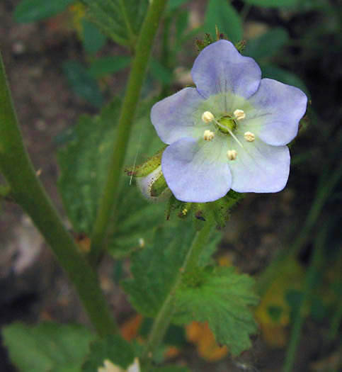 Detailed Picture 3 of Phacelia viscida