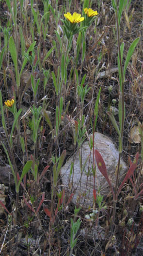 Detailed Picture 5 of Lagophylla ramosissima