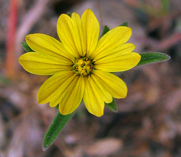 Detailed Picture 2 of Lagophylla ramosissima