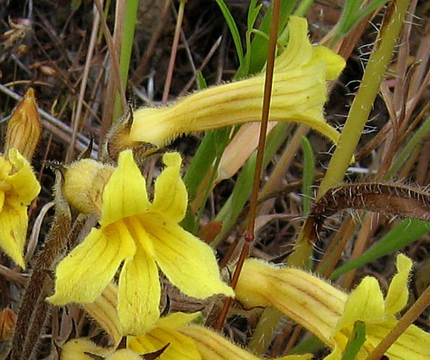 Detailed Picture 1 of Aphyllon franciscanum