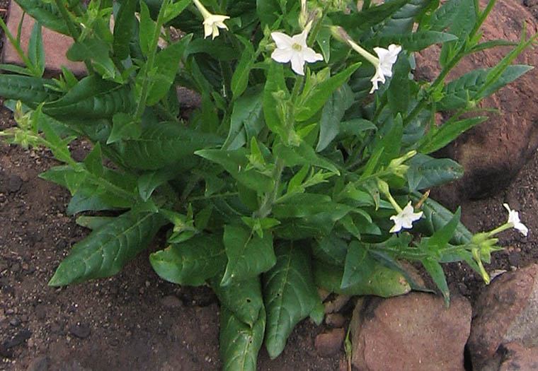 Detailed Picture 5 of Nicotiana quadrivalvis