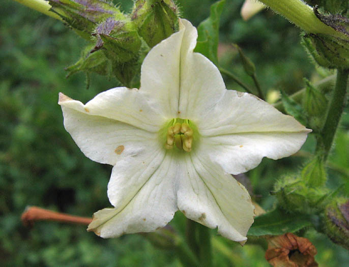 Detailed Picture 1 of Nicotiana quadrivalvis