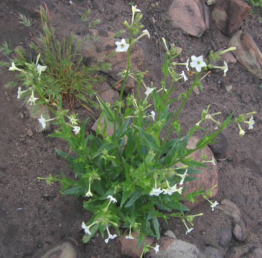 Detailed Picture 4 of Nicotiana quadrivalvis