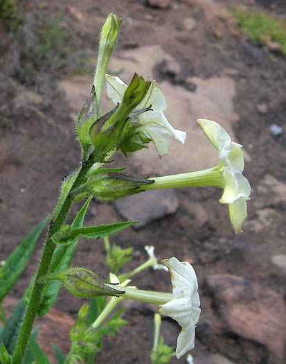 Detailed Picture 3 of Nicotiana quadrivalvis