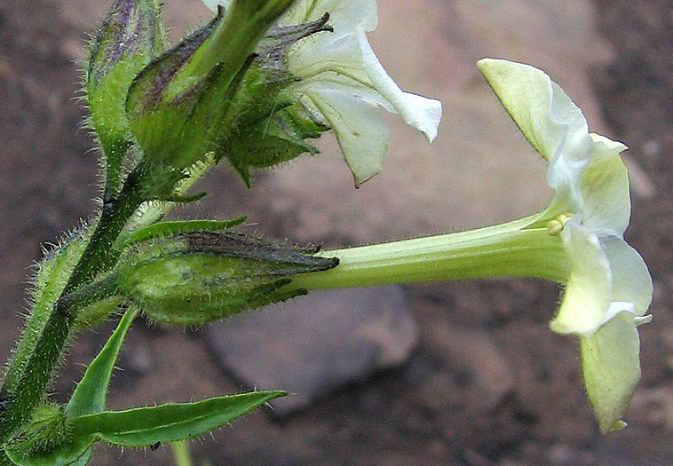 Detailed Picture 2 of Nicotiana quadrivalvis