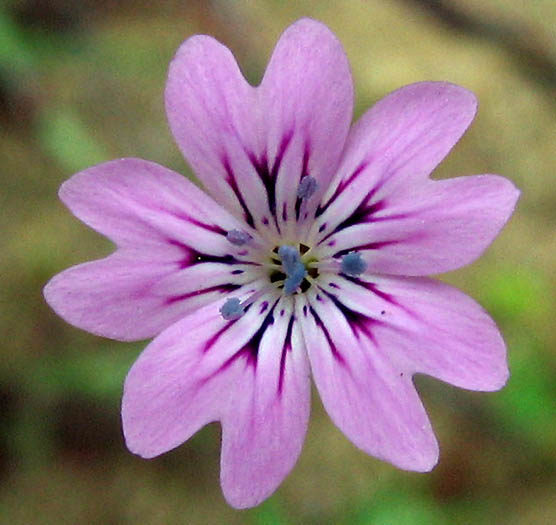 Detailed Picture 1 of Petrorhagia dubia