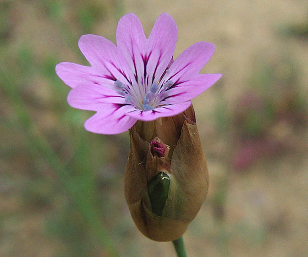 Detailed Picture 2 of Petrorhagia dubia