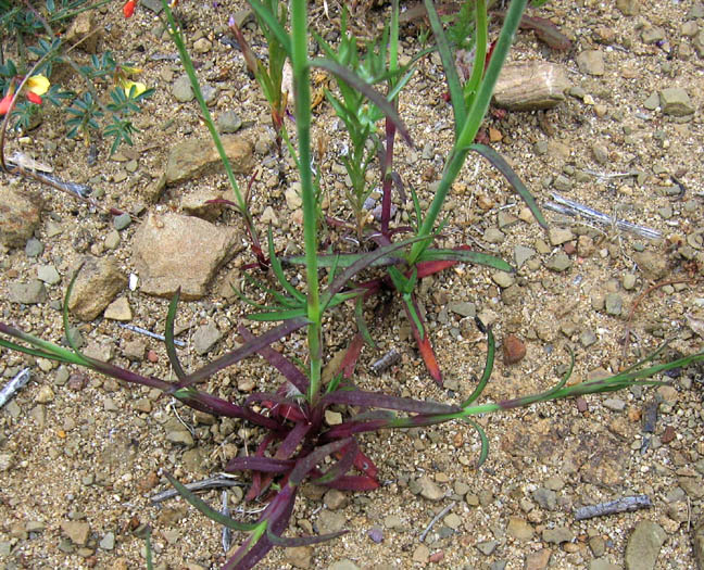 Detailed Picture 3 of Petrorhagia dubia