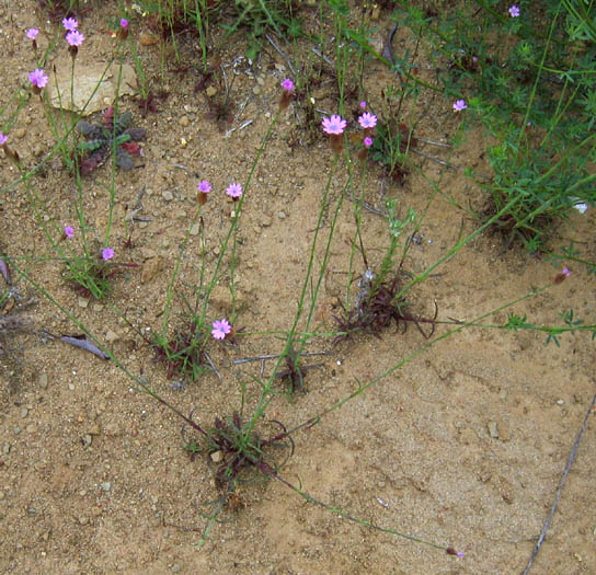 Detailed Picture 4 of Petrorhagia dubia