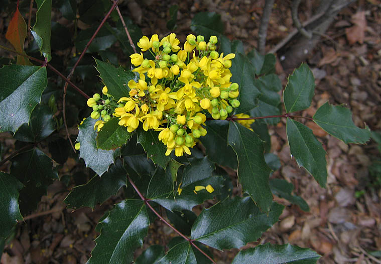 Detailed Picture 5 of Berberis pinnata ssp. pinnata