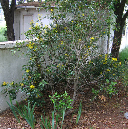 Detailed Picture 7 of Berberis pinnata ssp. pinnata