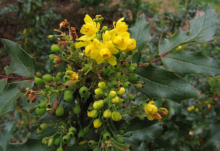 Detailed Picture 6 of Berberis pinnata ssp. pinnata