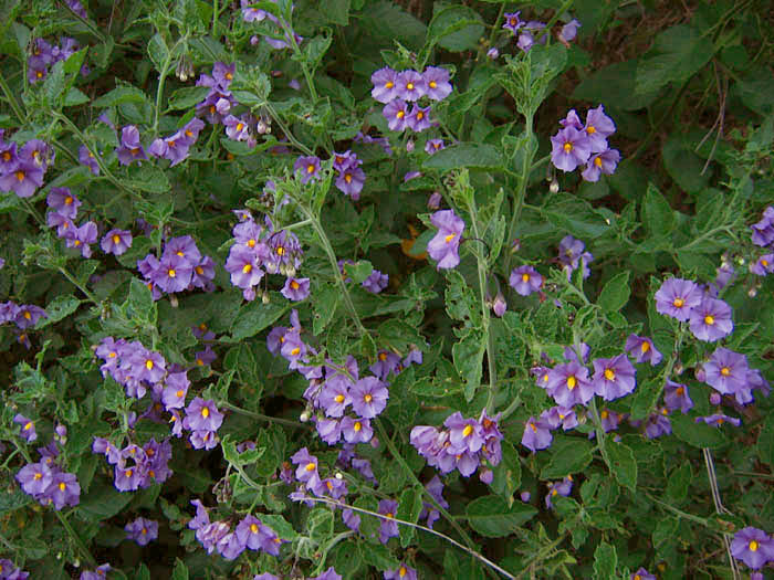 Detailed Picture 2 of Solanum xanti