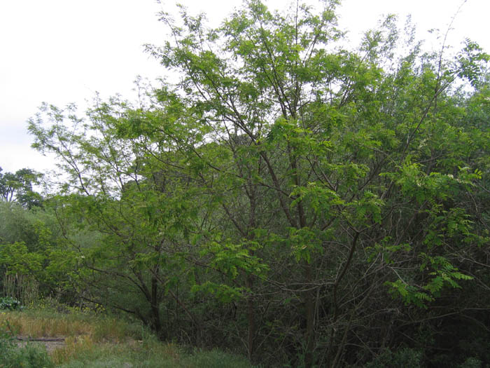 Detailed Picture 9 of Robinia pseudoacacia