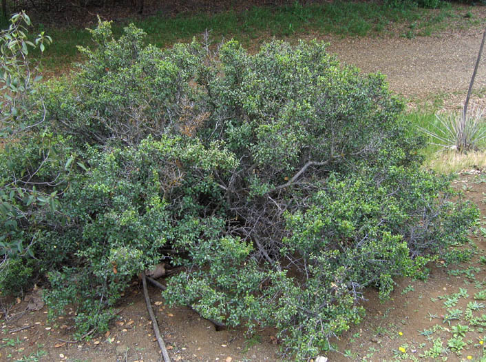 Detailed Picture 3 of Rhamnus crocea