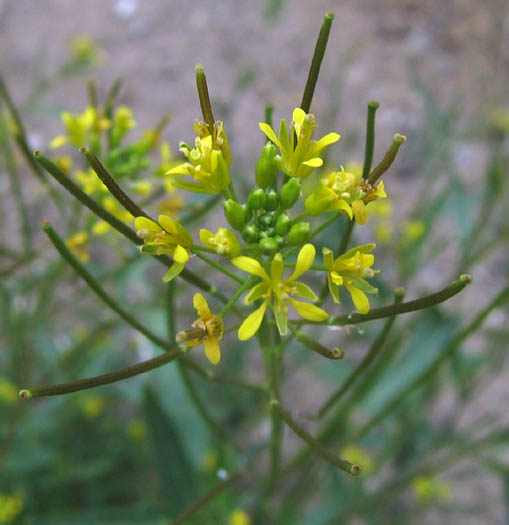 Detailed Picture 3 of Sisymbrium irio