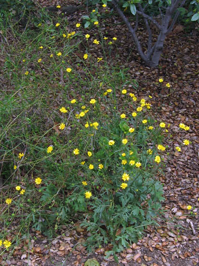 Detailed Picture 3 of Ranunculus californicus var. californicus