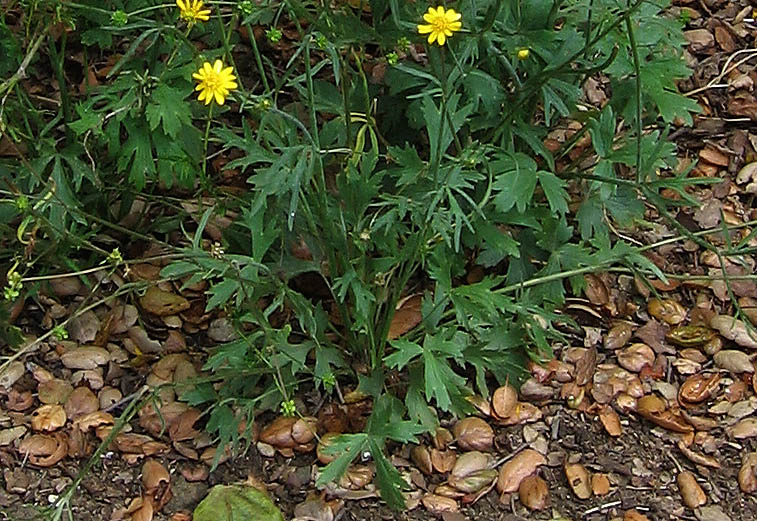 Detailed Picture 4 of Ranunculus californicus var. californicus