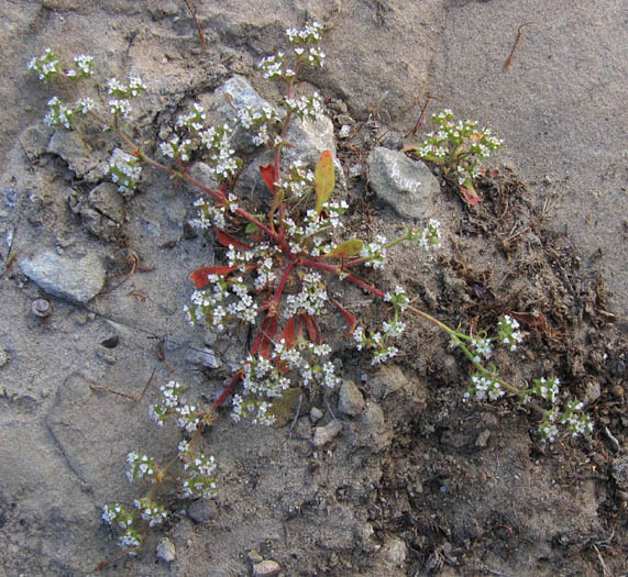 Detailed Picture 2 of Chorizanthe parryi var. fernandina