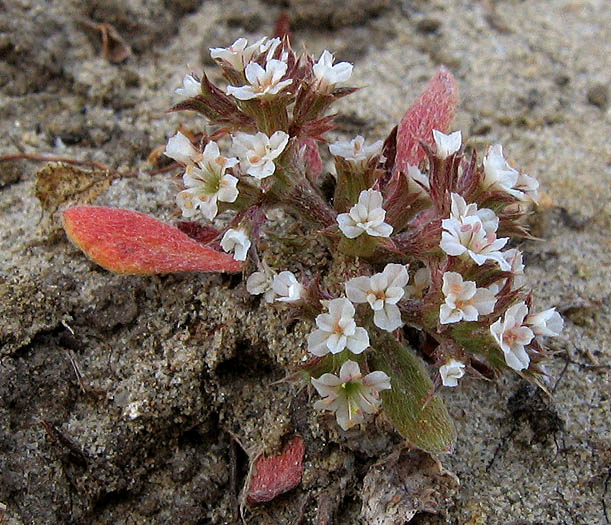 Detailed Picture 1 of Chorizanthe parryi var. fernandina