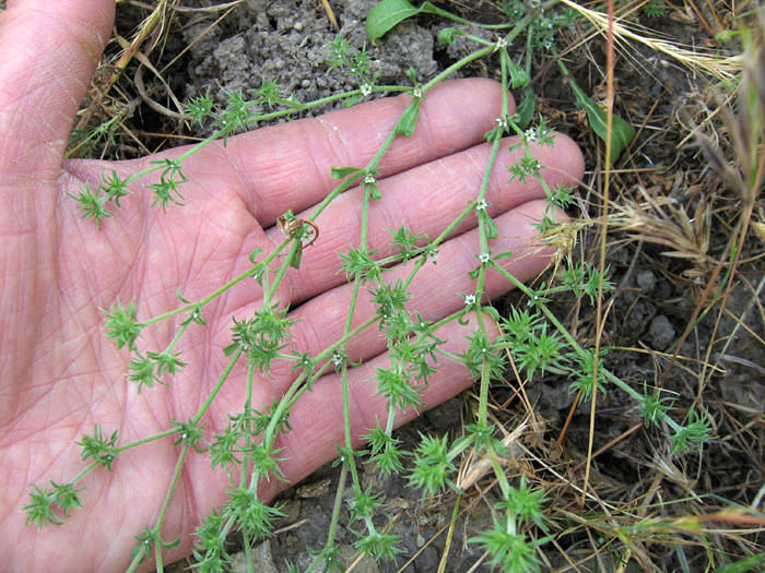 Detailed Picture 3 of Chorizanthe parryi var. fernandina