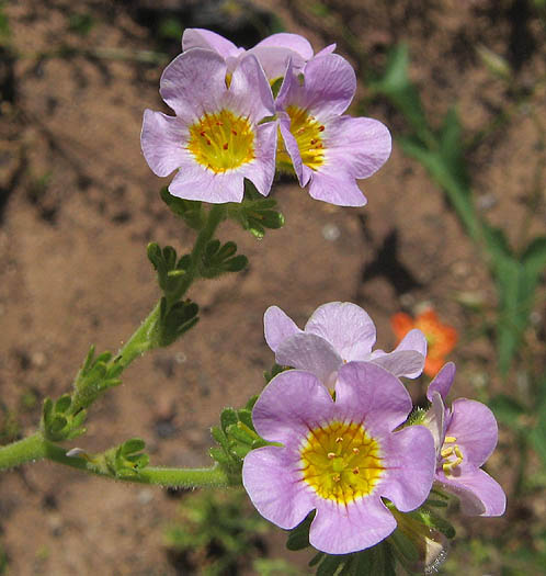 Detailed Picture 1 of Phacelia brachyloba