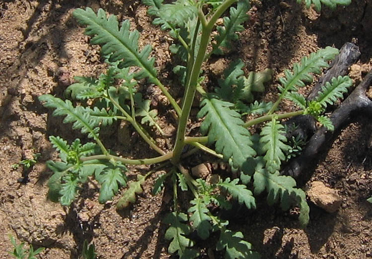 Detailed Picture 5 of Phacelia brachyloba