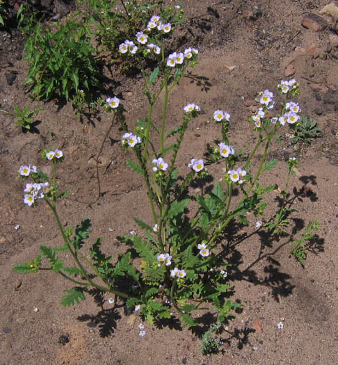 Detailed Picture 4 of Phacelia brachyloba