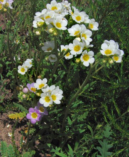 Detailed Picture 3 of Phacelia brachyloba