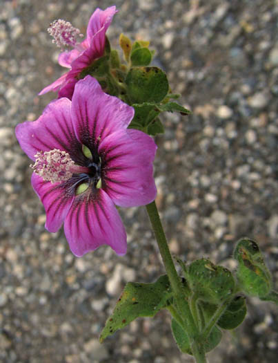 Detailed Picture 2 of Malva arborea