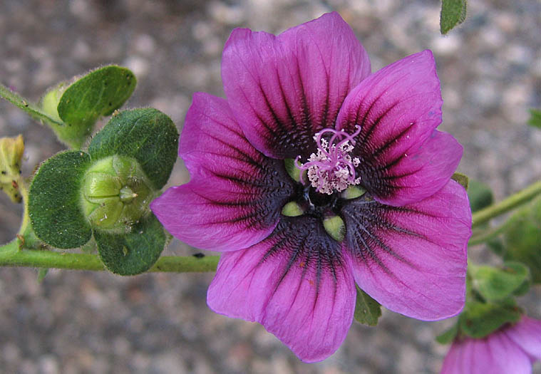 Detailed Picture 1 of Malva arborea