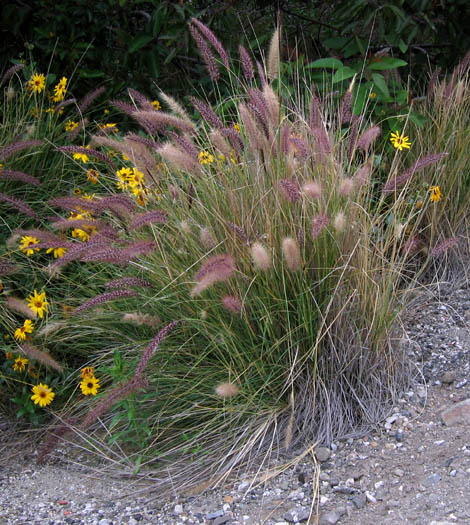 Detailed Picture 1 of Pennisetum setaceum