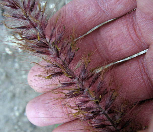 Detailed Picture 2 of Pennisetum setaceum