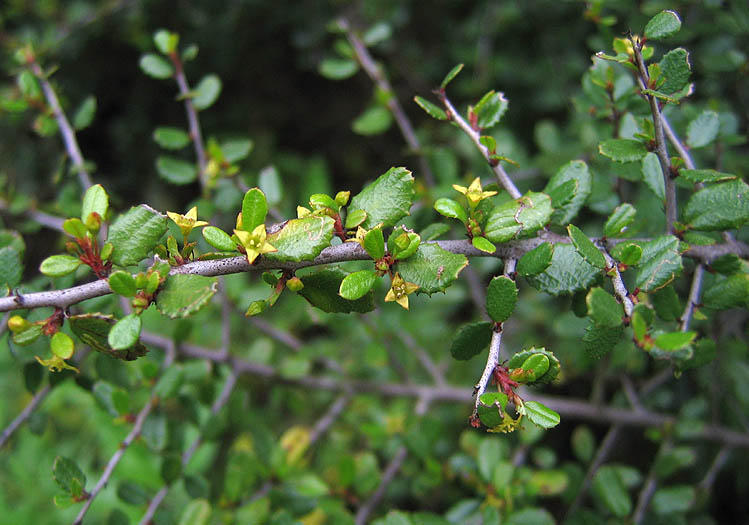Detailed Picture 2 of Rhamnus crocea