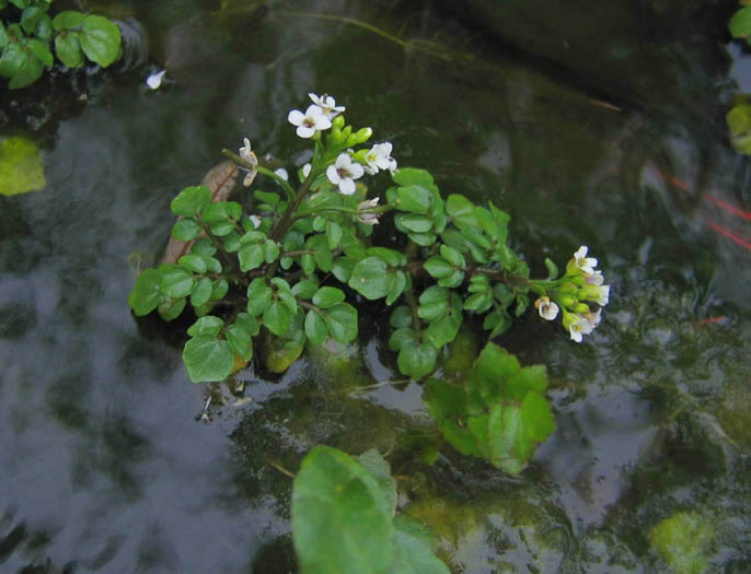 Detailed Picture 3 of Nasturtium officinale