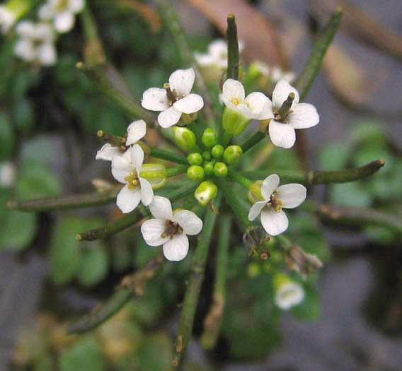 Detailed Picture 1 of Nasturtium officinale