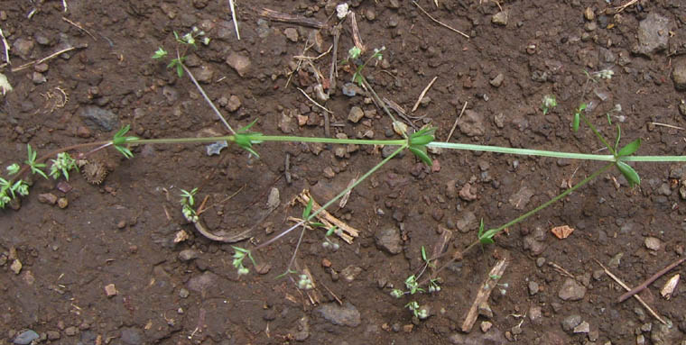 Detailed Picture 6 of Galium parisiense