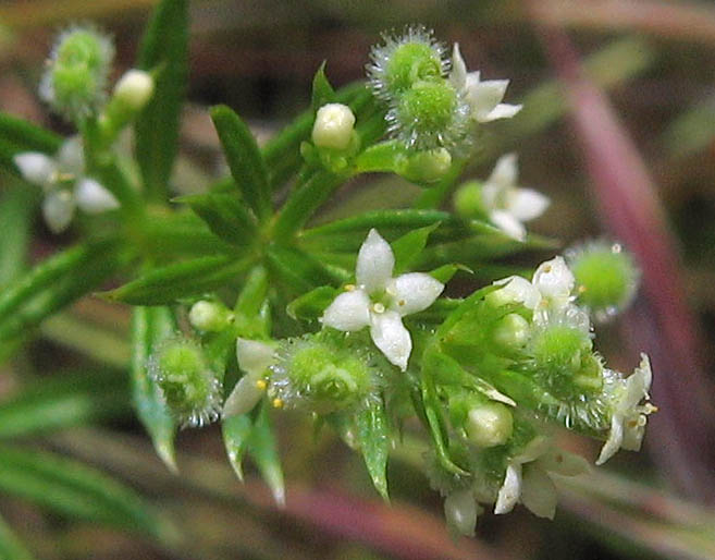 Detailed Picture 2 of Galium aparine