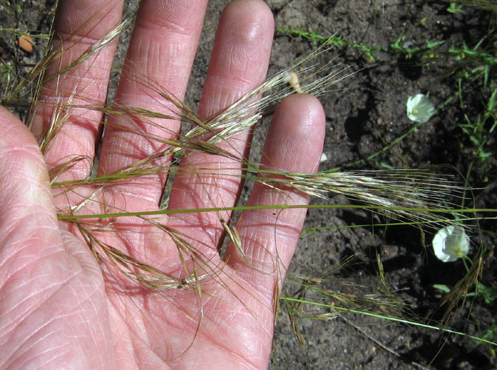 Detailed Picture 1 of Stipa lepida