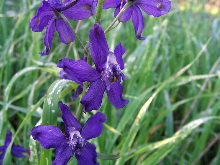 Detailed Picture 2 of Delphinium parryi ssp. parryi