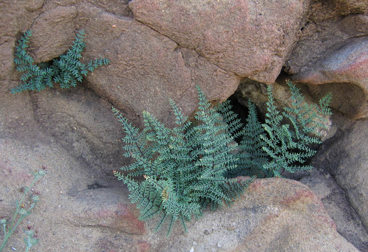 Detailed Picture 2 of Pellaea mucronata var. mucronata