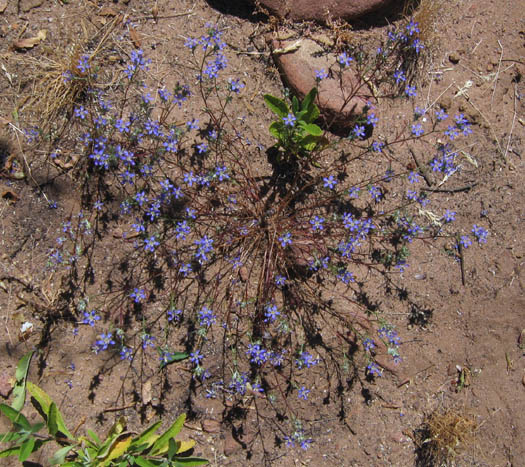 Detailed Picture 7 of Eriastrum sapphirinum