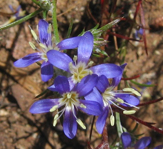 Detailed Picture 4 of Eriastrum sapphirinum