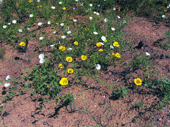 Detailed Picture 7 of Calochortus clavatus var. pallidus