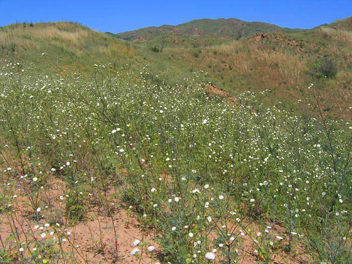 Detailed Picture 4 of Chaenactis artemisiifolia