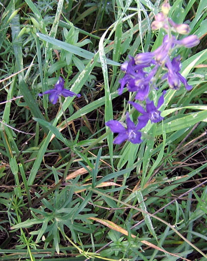 Detailed Picture 5 of Delphinium parryi ssp. parryi