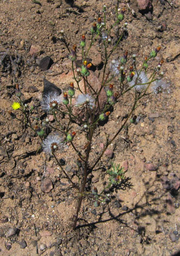 Detailed Picture 4 of Malacothrix clevelandii