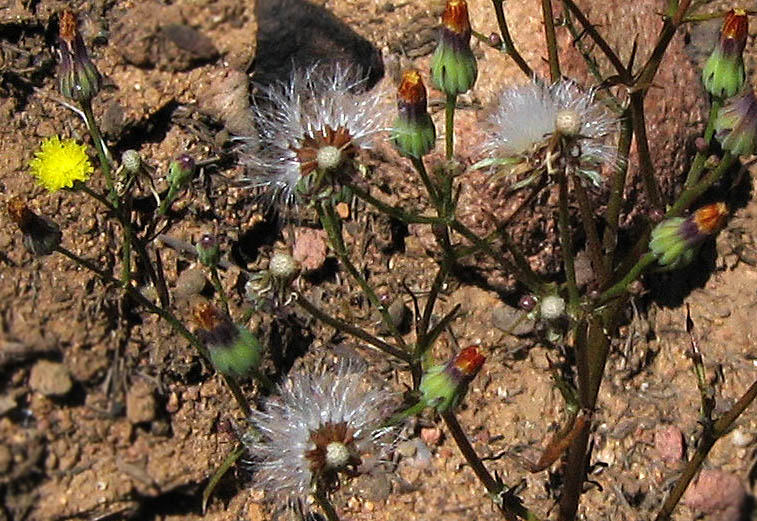 Detailed Picture 3 of Malacothrix clevelandii